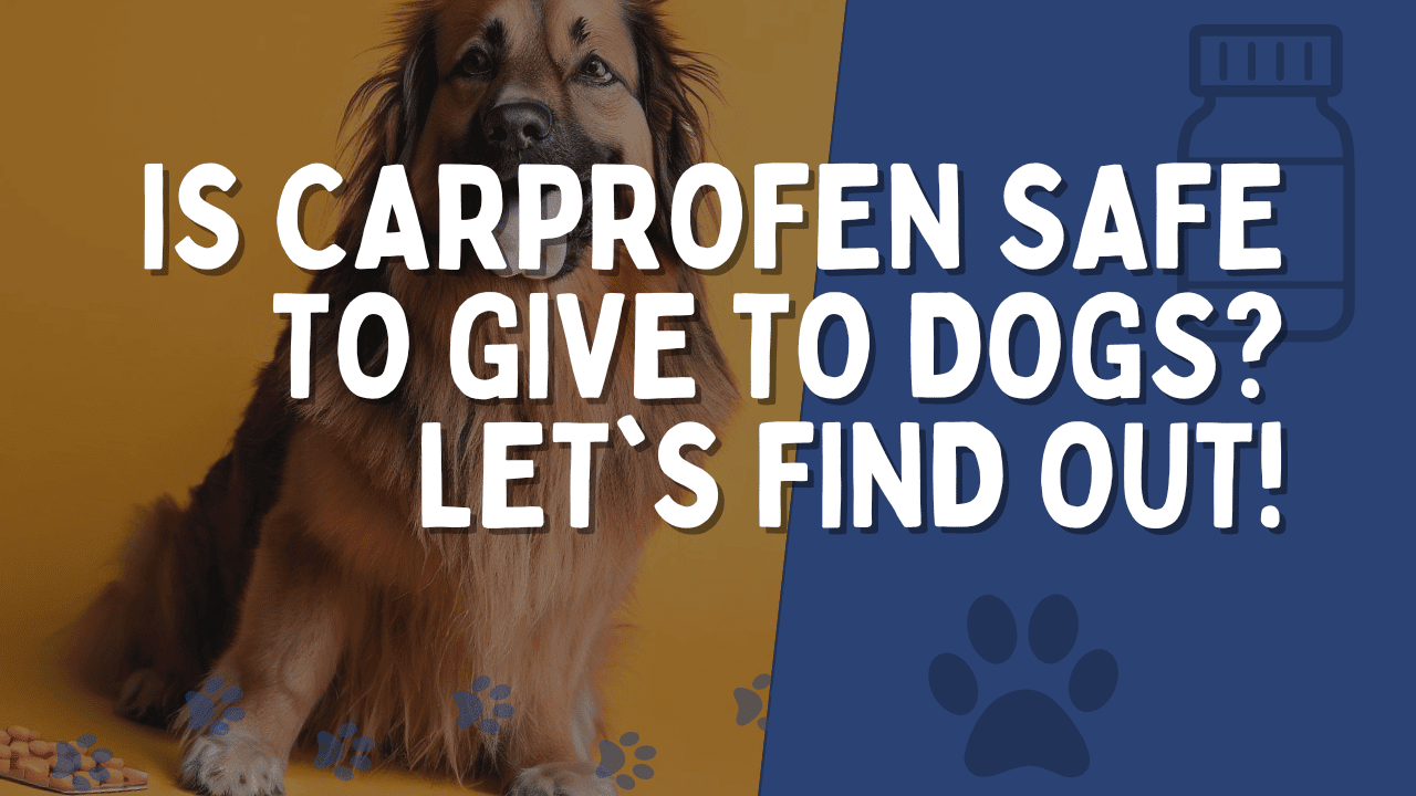 Is Carprofen Safe To Give To Dogs? Let's Find Out!